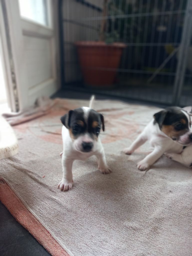 De La Poirodiere - Chiots disponibles - Jack Russell Terrier